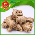 Ginger Ginger Bulk Fresh Ginger Chinese